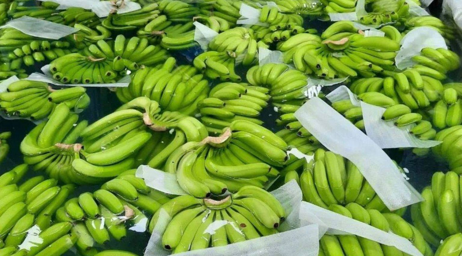 WhatsApp Image 2026-04-01 at 11.26.02 AM