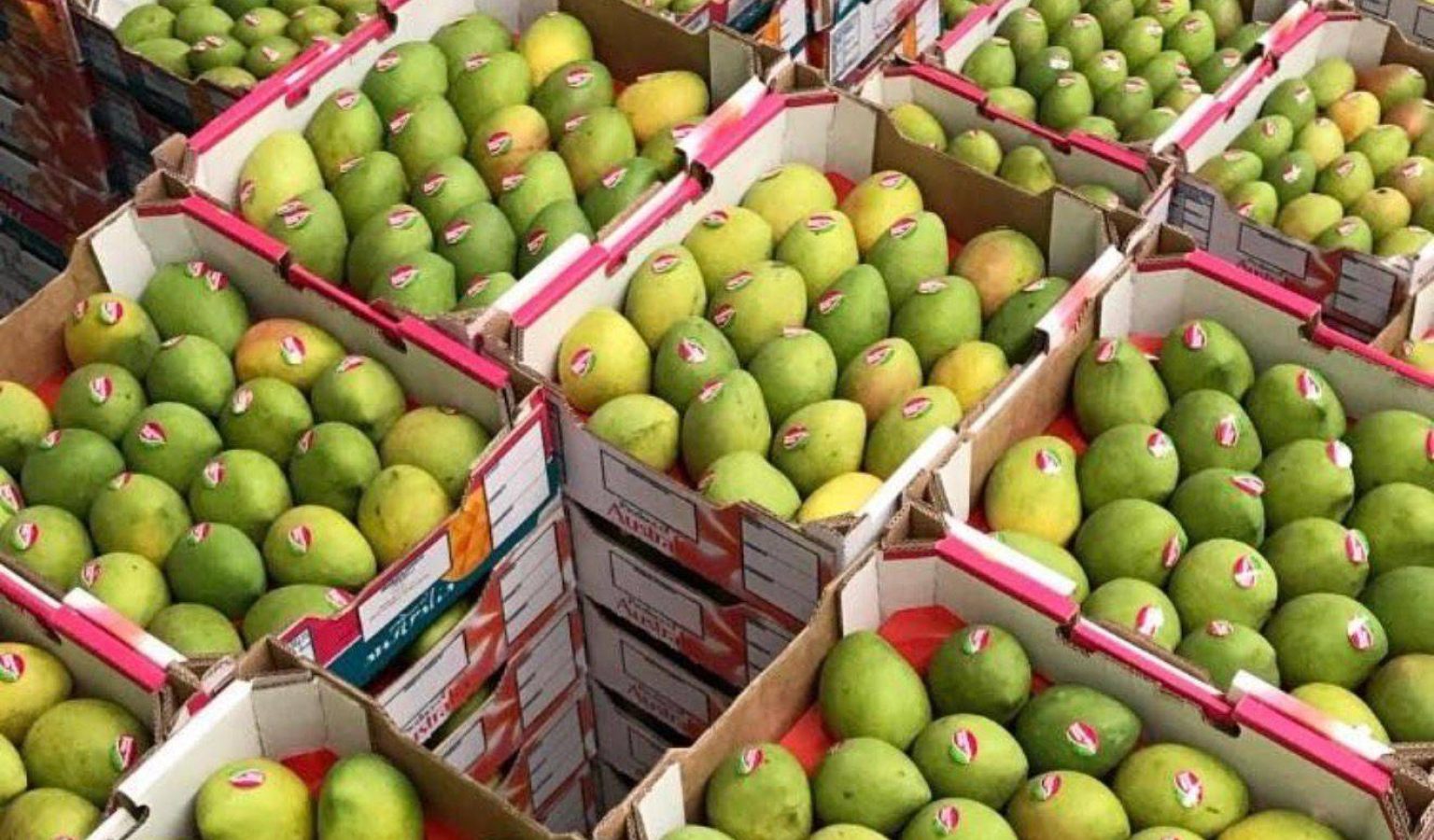 WhatsApp Image 2026-04-01 at 11.26.03 AM